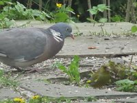 Ringdue (Columba palumbus)