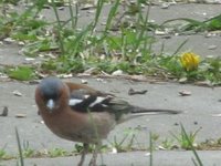 Bokfink (Fringilla coelebs)