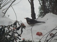 Gråtrost (Turdus pilaris)