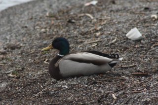 Stokkand (Anas platyrhynchos)