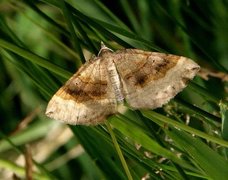 Brun bakkemåler (Scotopteryx chenopodiata)