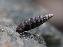 Nordkøllesnegl (Clausilia bidentata)