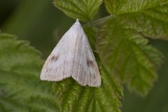 Gult nebbfly (Rivula sericealis)