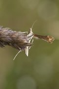 Ryllikfjærmøll (Gillmeria pallidactyla)