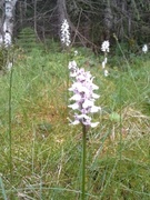 Flekkmarihand (Dactylorhiza maculata)