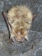 Brunlangøre (Plecotus auritus)