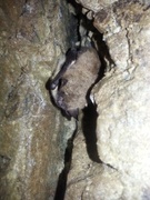 Vannflaggermus (Myotis daubentonii)