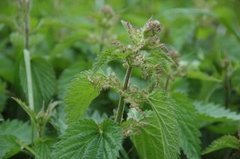 Stornesle (Urtica dioica)