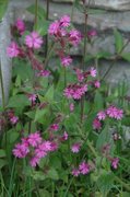 Rød jonsokblom (Silene dioica)