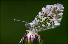 Aurorasommerfugl (Anthocharis cardamines)