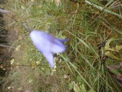 Blåklokke (Campanula rotundifolia)