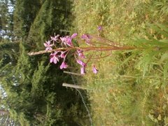 Geitrams (Epilobium angustifolium)