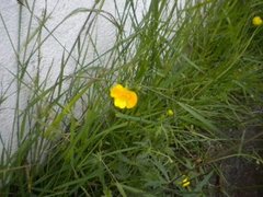 Bakkesoleie (Ranunculus acris)