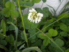 Hvitkløver (Trifolium repens)