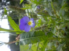 Stemorsblom (Viola tricolor)