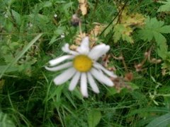 Prestekrage (Leucanthemum vulgare)