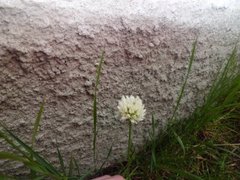 Hvitkløver (Trifolium repens)