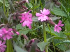 Rød jonsokblom (Silene dioica)