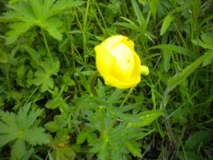 Ballblom (Trollius europaeus)