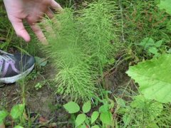 Engsnelle (Equisetum pratense)