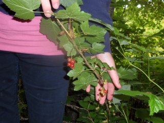 Hagerips (Ribes rubrum)