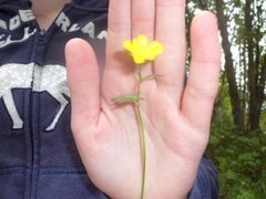 Bakkesoleie (Ranunculus acris)