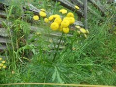 Reinfann (Tanacetum vulgare)