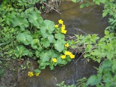 Bekkeblom (Caltha palustris)