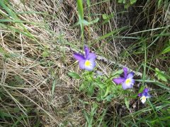 Stemorsblom (Viola tricolor)