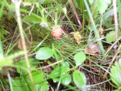 Markjordbær (Fragaria vesca)