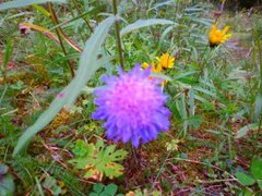 Blåknapp (Succisa pratensis)