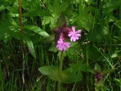 Rød jonsokblom (Silene dioica)