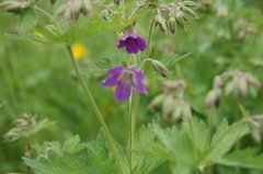 Skogstorkenebb (Geranium sylvaticum)