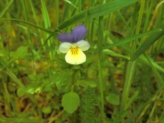 Stemorsblom (Viola tricolor)