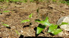 Skogringvinge (Pararge aegeria)