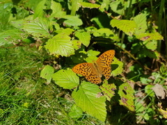 Keiserkåpe (Argynnis paphia)