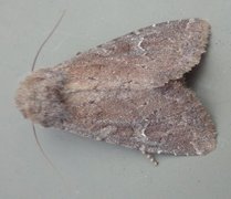 Teglrødt engfly (Apamea lateritia)