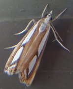 Treflekket nebbmott (Catoptria permutatellus)