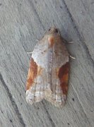 Buskflatvikler (Acleris laterana)