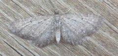 Engdvergmåler (Eupithecia satyrata)