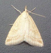 Blek engmott (Udea lutealis)