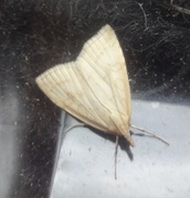 Blek engmott (Udea lutealis)