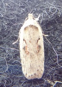 Agonopterix ocellana