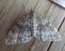 Grå bergmåler (Entephria caesiata)