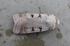 Grått kilefly (Eugnorisma glareosa)