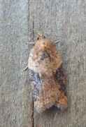 Buskflatvikler (Acleris laterana)