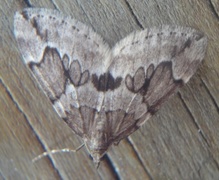 Grå einerbarmåler (Thera juniperata)