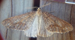 Stor frostmåler (Erannis defoliaria)