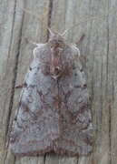 Fiolett vårfly (Cerastis rubricosa)