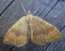 Gullmåler (Camptogramma bilineata)